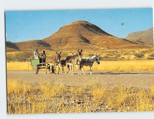 Postcard donkey cart - postcard,