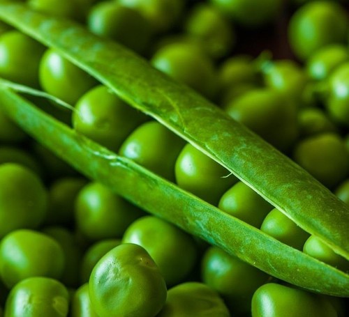 Pea meteor fresh vegetable - meteor,