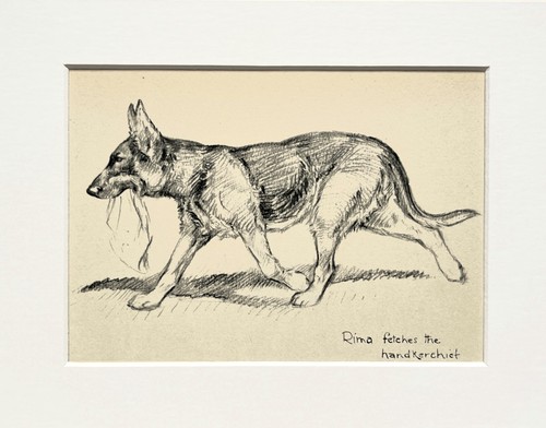 German shepard alsatian - german, or
