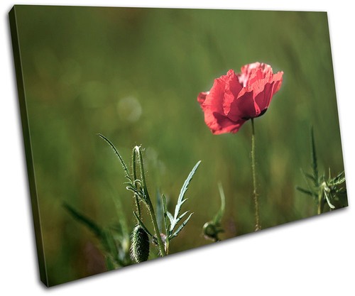 Poppy field flowers floral - flowers,