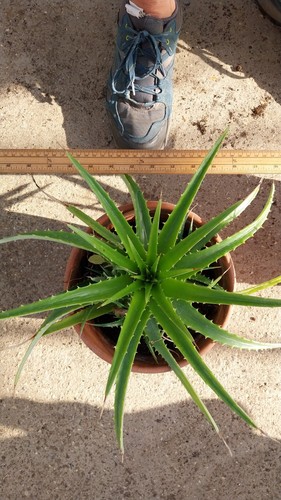 Dyckia rare apportunity to - dyckia.,
