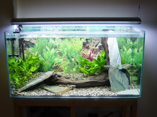 Fish tank light