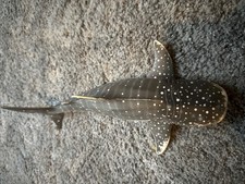Schleich 16089 Whale Shark Figurine 1:32  Rare 2001-2012 Sea Animal AD