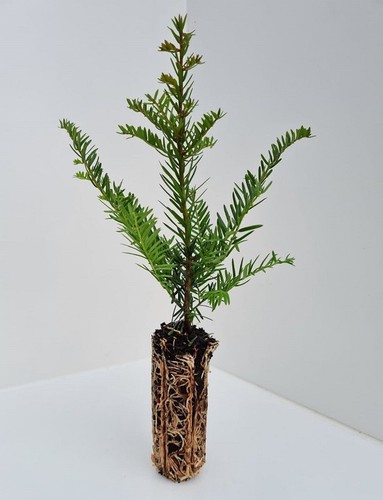 Yew trees 40cm taxus - 40cm,
