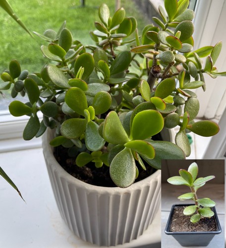 Jade plant in - (money,