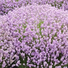 Lavender Plug Plants Fragrant