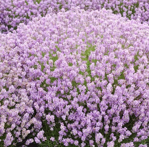 Lavender plug plants fragrant - plug,
