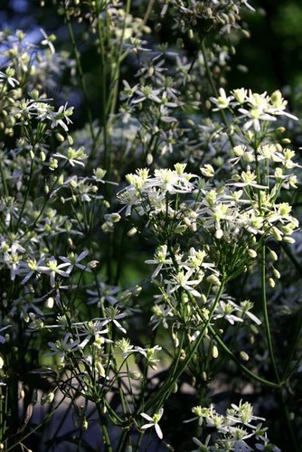 Clematis recta purpurea x 20 - .,