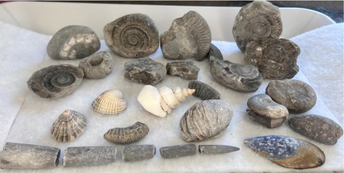 Whitby beach fossil - whitby,