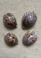 Tiger Cowrie Sea Snail Shells