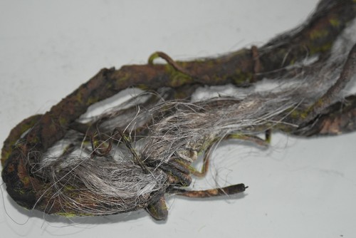 Vivarium giant tropical - giant,