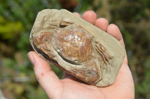 Lovely rare fossil - , crab