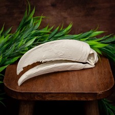 Life Size Toucan Bird Skull