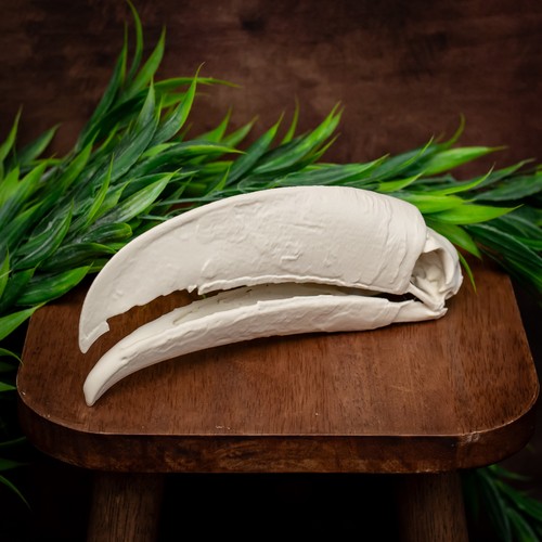 Life size toucan bird skull - life,