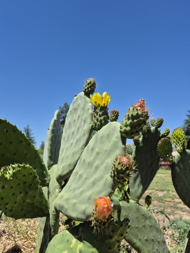 Prickly pear cactus - xl,