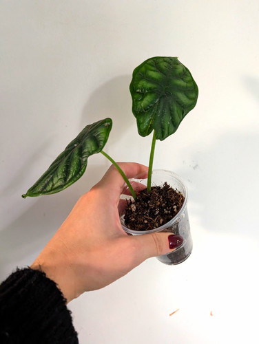 Alocasia dragon scale - alocasia,