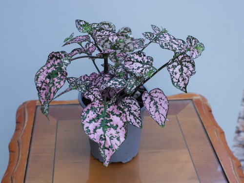 Pink polka dot - dot, plant
