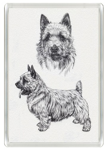 Norwich terrier dog fridge - norwich,