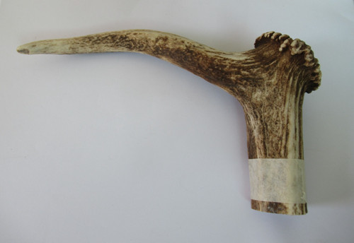 Red deer stag antler coronet - stag,