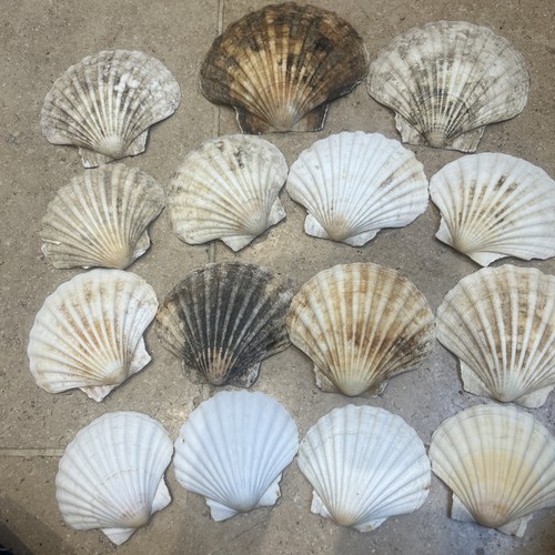 Vintage scallop shells sea - scallop,