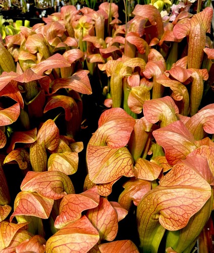Sarracenia norman parker - x,