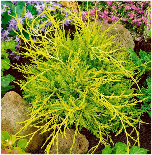 Dwarf conifer juniperus - conifer, x