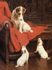 WIRE FOX TERRIER CHARMING DOG