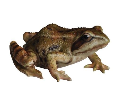 Frog lifelike garden - frog,