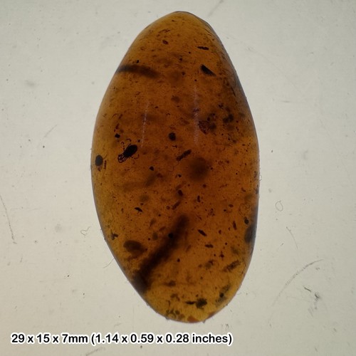 Burmese cretaceous amber