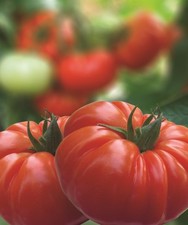 Red Beef Tomato Plug Plants