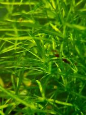 Guppy Grass, Easy Grow, Beginner Friendly, Vibrant and Healthy.  