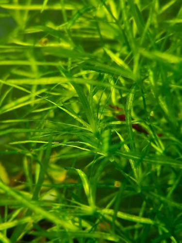 Guppy grass easy grow - guppy,