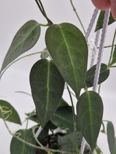Rare Hoya carrii NS13-064