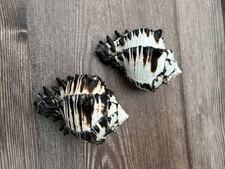 Black Zebra Murex Seashell