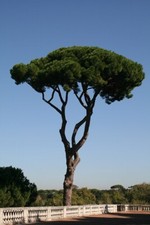 Pinus pinea Stone Pine 10cm