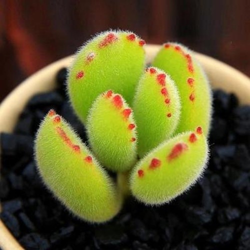 10x cotyledon konekono - 10x,