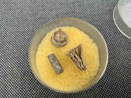 Fossil coral specimens - coral,