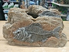 Large Fossil Prehistoric Fish