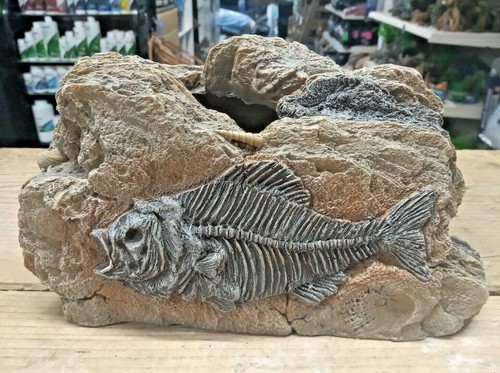 Large fossil prehistoric - large,