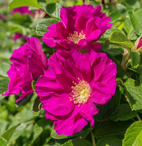Rosa rugosa japanese rose - rose,