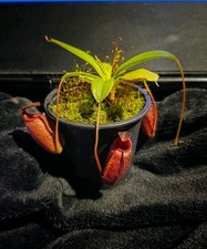 Nepenthes (Mira x Tenuis)