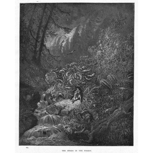 The storm forest - the, in