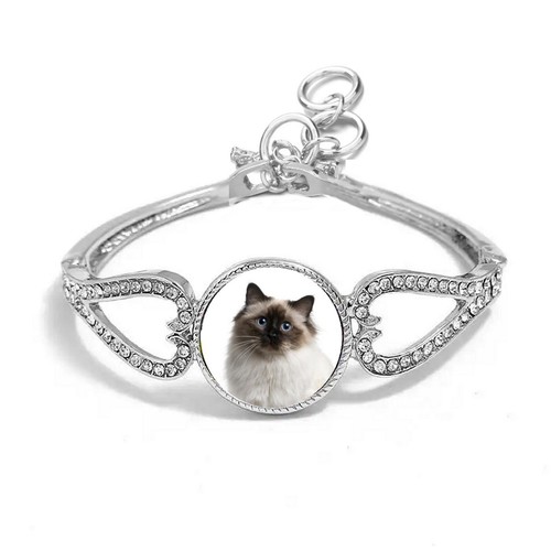 Birman cat pet - birman, silver
