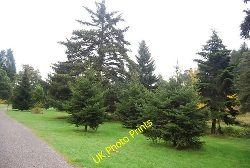 Photo 6x4 national - national, pinetum