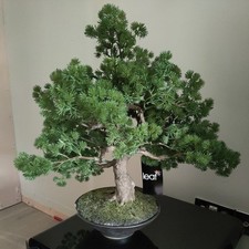Artificial Bonsai Japanese Pine Desktop Home Decoration Fake Tree Damaged pot