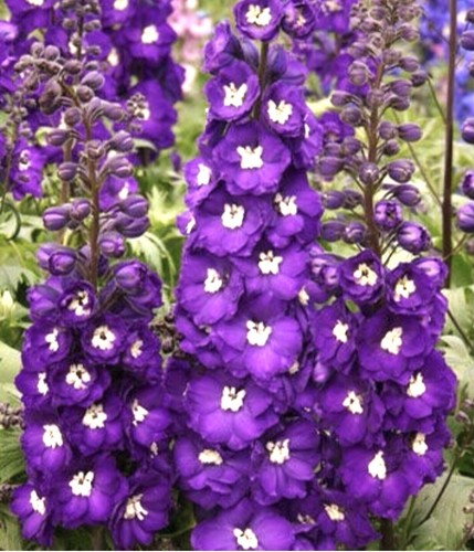 Delphinium tall pacific - delphinium,