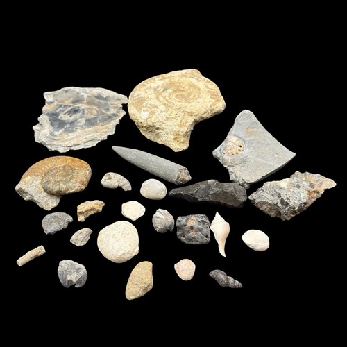 1kg british fossil mix - 1kg,
