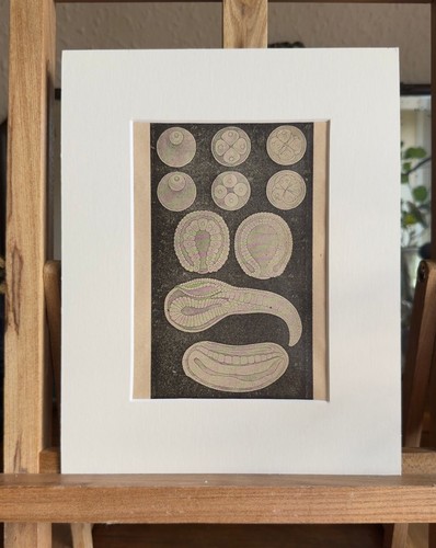 Vintage scientific diagram - vintage,