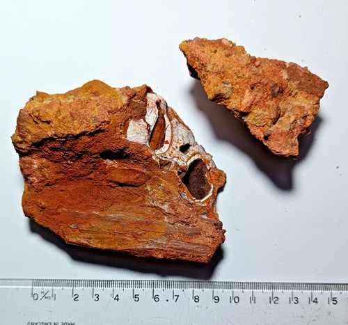 Cretaceous dinosaur era fossil - cretaceous,