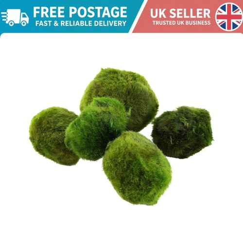 Natural marimo moss - natural,